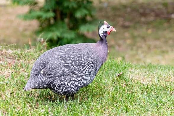 Smoked Guinea fowl