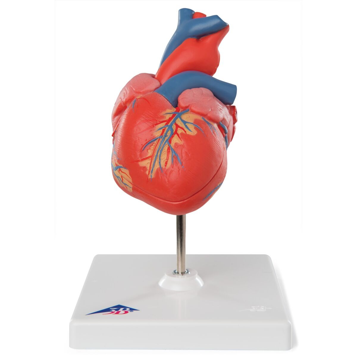 Human Heart Models